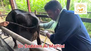 Metritis treatment in dairy cow  dr saddam [upl. by Nivled]