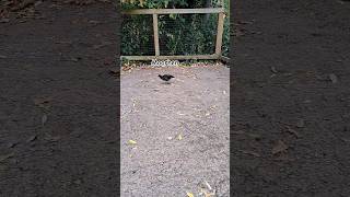 Common Moorhen Dublin Zoo Ireland shorts youtubeshorts zoo birds birdslover moorhen bird [upl. by Ayomat]