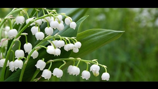 Unwins Lily of the Valley Scentastic Basket Bundle [upl. by Amoeji]