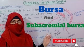 Anatomy of Subacromial bursa I scapular region  upper limb anatomy  bd chaurasia [upl. by Burleigh105]