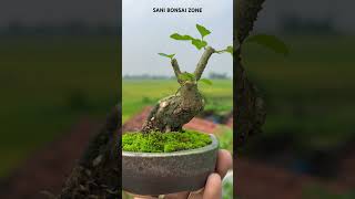 Gmelina philippensis Bonsai  Bonsai Tree  Sani Bonsai Zone music [upl. by Odirfliw]