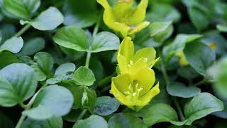 Creeping Jenny Lysimachia nummularia [upl. by Alper]