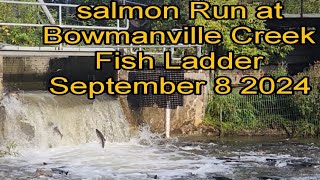 Salmon Run at Bowmanville Creek Fish Ladder September 8 2024 [upl. by Milly463]