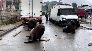 Sea lions seagulls crash fishermen protest in Chile  REUTERS [upl. by Ulrich135]