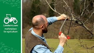 Obstbäume richtig schneiden  landwirtcom [upl. by Swiercz444]