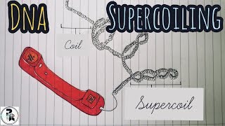 DNA Supercoiling paperpenbiology [upl. by Nylime]