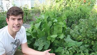 Intercropping Ideas For Success in The Garden [upl. by Nicole660]