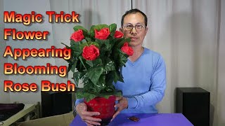 Magic Tricks Flower Appearing Blooming Rose Bush [upl. by Lilla]