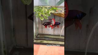 wild betta development🥰betta bettafishtank [upl. by Jermain]