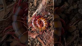 Scolopendra dehaani “Cherry Red” [upl. by Ahsinyar845]