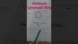 Waldeyer Lymphatic Ring l What Is Waldeyer Lymphatic Ring l Anatomy of Waldeyer lymphatic ring [upl. by Geraud638]