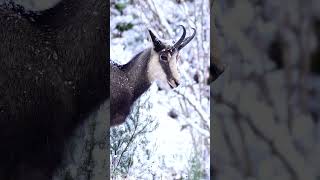 Looking for the Chamois in the Mountains wildlife wildphotography [upl. by Nuahsed]