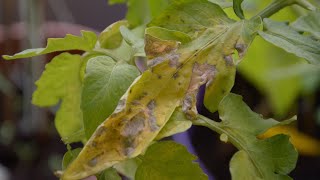 Tomatenkrankheiten Nährstoffmangel bei Tomaten  Balkongarten [upl. by Lama]