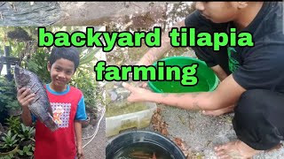 BACKYARD TILAPIA FARMING USING TRAPAL FISHPOND [upl. by Htrowslle]