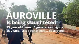 Auroville is being slaughtered [upl. by Ennaeiluj]