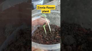 zinnia plant germinated seeds  how to grow zinnia plants from seeds  zinnia plant seeds  zinnia [upl. by Uni938]