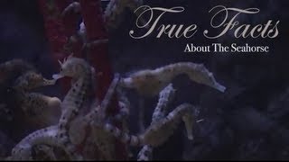 True Facts About The Seahorse [upl. by Abdul]