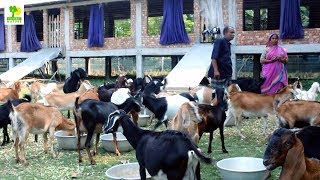 How to Start a Business  Goat Farming Business Ideas with Low Investment and High Profit [upl. by Stedt]