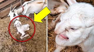 Vet Turns Pale When He Sees the Newborn Animal quotThis is not a GOATquot [upl. by Airdnat]