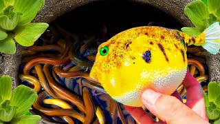 WowCatching Strange Fish In Giant Surprise Colorful koi Kim Kim Fish Three Tailed Fish Catfish567 [upl. by Eicirtap]