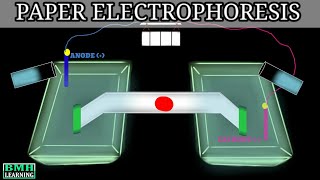 Paper Electrophoresis  Zone Electrophoresis  Electrophoresis [upl. by Krishna]