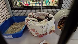 Shelter Kitten Snickers is in Sniffly Baby Jail Freedom Now REAL [upl. by Dell]