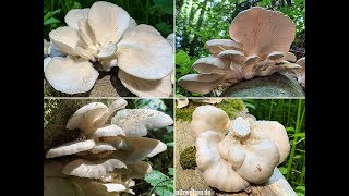 Lungenseitling Löffelförmiger Seitling SommerAusternseitling Pleurotus pulmonarius [upl. by Elleivap438]