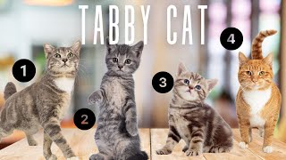 5 Types Of Tabby Cat Coats And Patterns [upl. by Notnad]