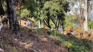 Fifteen years following Montecito Tea Fire Westmont students and faculty plant 45 oak trees [upl. by Irolam]