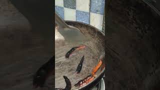 Khorisa and dry fish chutney recipe short fishcury fishranna cooking food [upl. by Johnath]