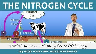 Cycles Within Ecosystems  Nitrogen Cycle  GCSE Biology 91 [upl. by Nassi]