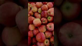 About Apple knowledgeable facts special factsknowledge factsyoutube videoyoutube shortshort [upl. by Shelia]