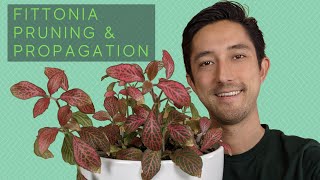 Fittonia Pruning amp Propagation  Water vs Soil For Starting New Nerve Plants [upl. by Kecaj]