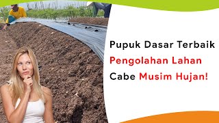 Cara Pengolahan Lahan Cabe Musim Hujan Lengkap Pupuk Dasar Terbaik [upl. by Marr460]