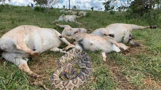 CASCAVEL MATA 7 VACAS FOMOS ATRÁS DELA  FABINHO FILHO DO SERTÃO [upl. by Ykvir]