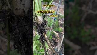 Harvest Time  Minnesota Zone 4 Garden  Home Grown Horseradish zone4 gardenharvest gardening [upl. by Ayahs241]