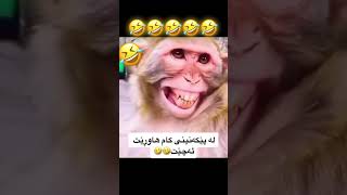 NeUu Edit 🙂 Xoshtrin Gorani Farsi Be logo bo store ڤیدوەیکوەمیدیا😅😂fypforyou edit [upl. by Bucella353]