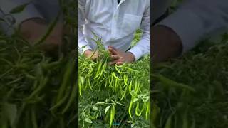 New technique for growing chilli plants chilli chilligrafting farming viral shorts [upl. by Nosniv4]