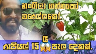 ගොඩ වරෙල්ලා හිටව ගනිල්ලා 😱😱15යි බං කොච්චිබටු srilankan kochchiwagawasewdu srimal [upl. by Attikram]