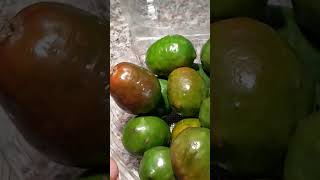 Йокоте или Кабанья слива Jocote Red Hog plum Spondias purpurea tropicalfruit fruit [upl. by Wie520]