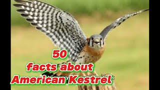 50 facts about American Kestrel [upl. by Arej983]