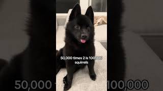 Dog math dog cute funny schipperke dogsofyoutube petsofyoutube squirrels dogmath shorts [upl. by Nahseez282]