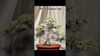 White Fukein Tea Bonsai Material 🌳 bonsai bonsailovers gardening ytshorts shortsviral planting [upl. by Sadnak]