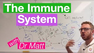 The Immune System Overview [upl. by Erodeht817]