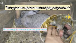 Что делает крольчиха перед окролом🤔 Как выглядят новорожденные крольчатакроликиразведениеbunny [upl. by Ivanah11]