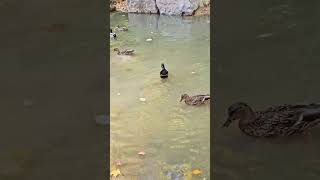 Duck and friends in a lake forest river lake nature swimming family bird peaceful [upl. by Eiramyllek]