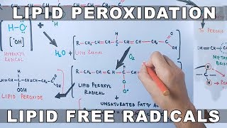 Mechanism of Lipid Peroxidation [upl. by Nayt14]