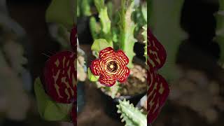 Caralluma socotrana 💥 cactus flores flowers suculentas asclepius [upl. by Serica]