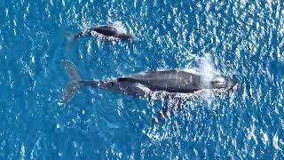 Live Whale Watching by Drone in Lahaina Maui Hawaii  Living Moments Media Live Stream Cam [upl. by Arand]