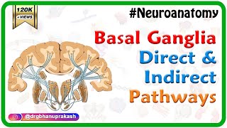 Basal ganglia Direct and indirect pathways  Usmle Neuroanatomy Animations [upl. by Sampson]